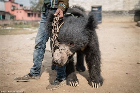 Complete with hardwood flooring, bay windows, high ceilings, exposed beams, an. The last two dancing bears of Nepal are freed | Daily Mail ...