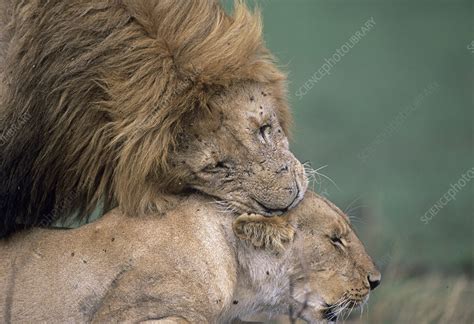 Lions Mating Stock Image Z9340493 Science Photo Library