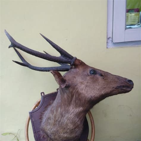 Maybe you would like to learn more about one of these? Keren 30 Lukisan Dinding Harimau - Romi Gambar