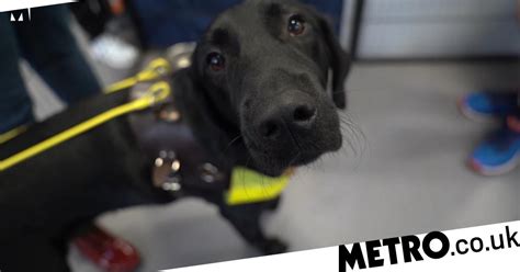 Dogs With Jobs How Do You Train A Guide Dog To Become Someones Eyes