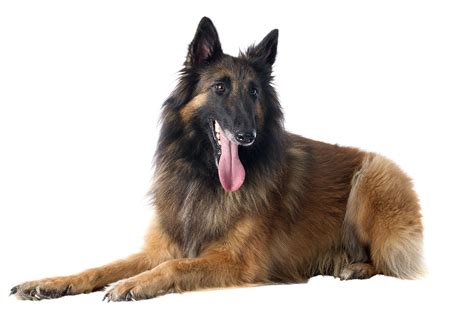 I have owned and adored belgian shepherd dogs since 1991. Belgian Shepherd Dog Tervueren Breed Guide | Petbarn