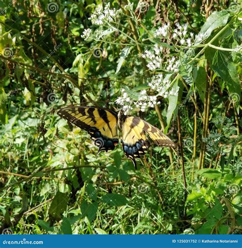Borboleta Amarela E Preta Tiger Swallowtail Papilio Oriental Foto De