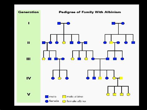 Understanding Inheritance Patterns How To Interpret Pedigree Charts