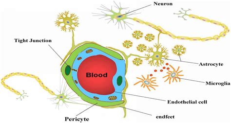 Frontiers The Important Double Edged Role Of Astrocytes In