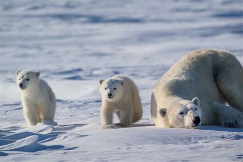 Images Of Polar Bears Cubs