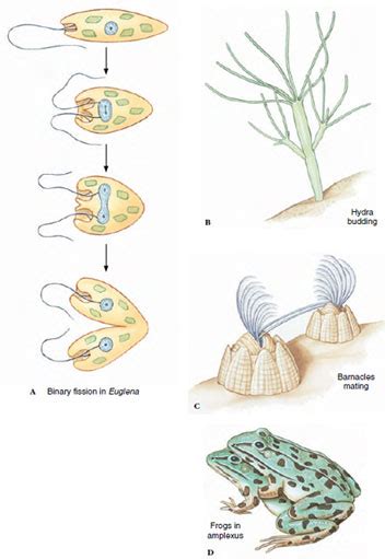 Asexual Reproduction Reproduction Without Gametes Nature Of The