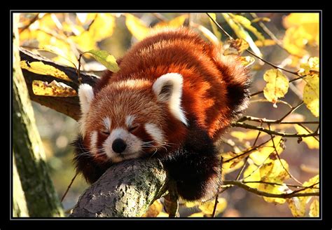 Mein Kleiner Panda Foto And Bild Tiere Zoo Wildpark And Falknerei