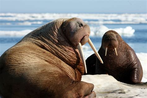 Vikings Wiped Out Icelands Walruses