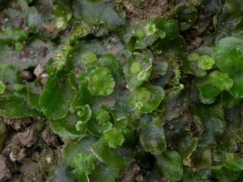 Cara tanam serai merupakan salah satu ilmu yang perlu diketahui. 03/21/12 ~ AQUASCAPE BOGOR