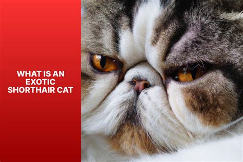 Ultimate Exotic Shorthair Cat Guide Traits Care And History