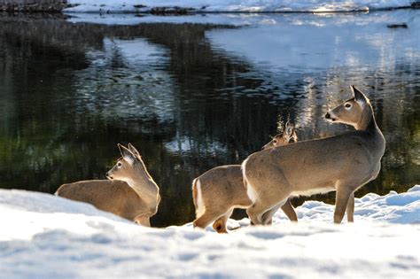 Whitetail Deer Near Mcdonald Creek Deer In Apgar Glaciernps Flickr
