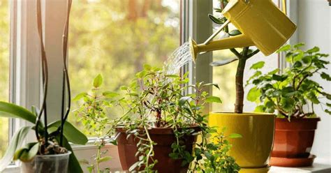 How To Keep Indoor Plants Healthy Unlimited Greens Unlimitedgreens