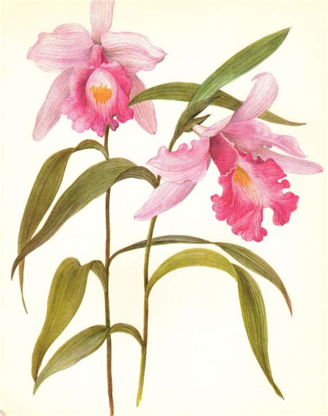 Vintage Orchid Print Pink Flower Botanical Art Cottage Decor Etsy In
