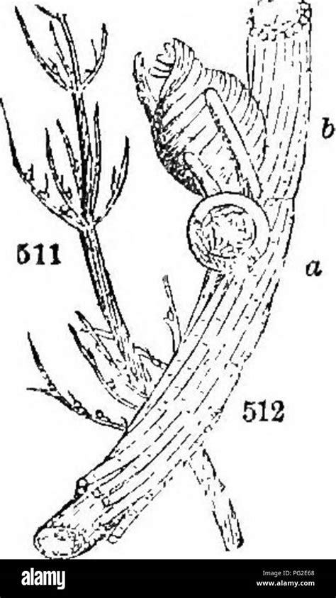libro de clase de botánica contornos de la estructura fisiología y clasificación de las
