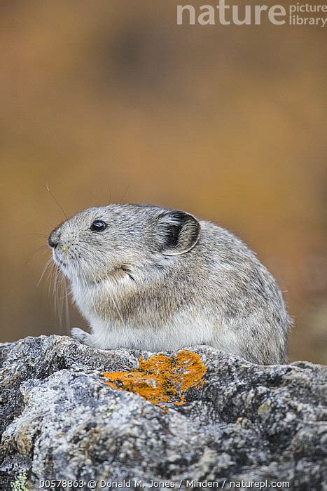 Stock Photo Of Collared Pika Ochotona Collaris Denali National Park