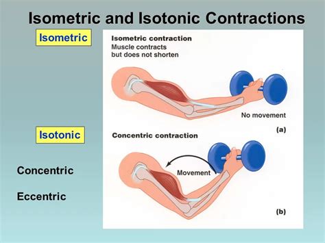 Isotonic Exercises Type Benefits Examples Mobile Physio