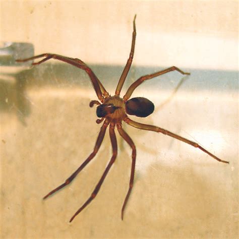 Photo Of A Brown Recluse Spider In Web Brown Recluse Recluse Spider