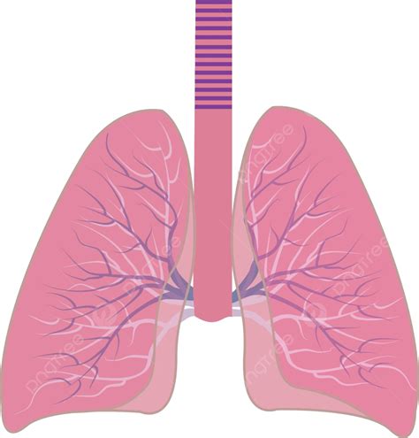 Human Lungs Anatomical System Anatomy Vector Anatomical System