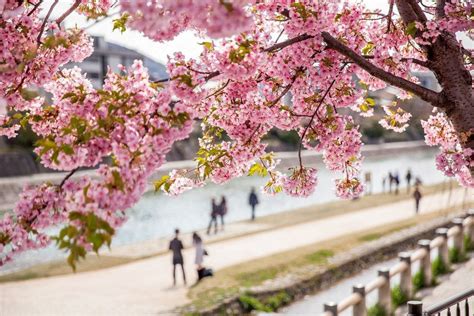 Article Here Are The Best Months To Visit Japan To Catch The Cherry