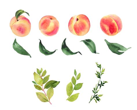 Peaches Watercolor Clipart Peaches Illustration Watercolor Etsy