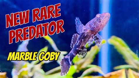 Predatory Fish Marble Goby Care And Profile Oxyeleotris Marmorata