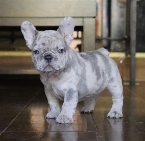 See puppy pictures, health information and reviews. Monicea: French Bulldog Puppies In Nj