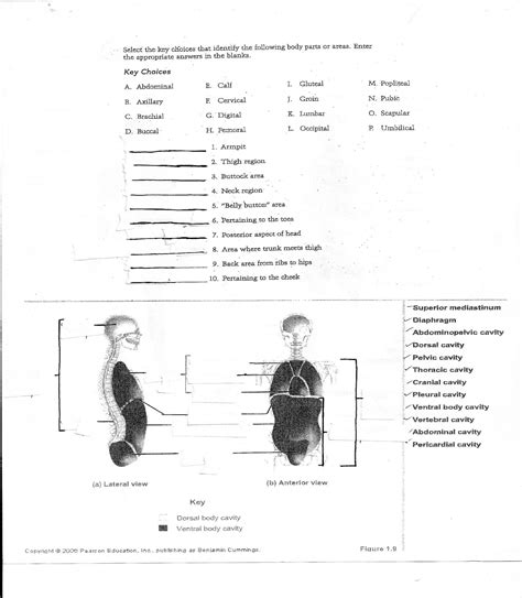 College Anatomy And Physiology Worksheets