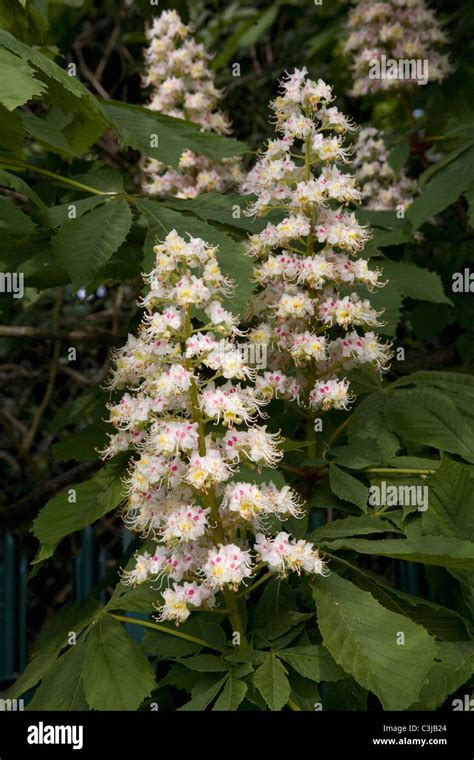 Horse Chestnut Tree Flowers Stock Photo Alamy