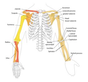 Anatomy at earth's lab is a free virtual human anatomy portal with detailed models of all human body based upon the position of it's major joints and component bones, the upper limb is split into the term pelvis literally means a basin. Upper arm - wikidoc