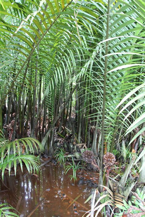 Nypa Fruticans Swamp Nypa Palm Aian Or Ayeng In Yapese G Flickr