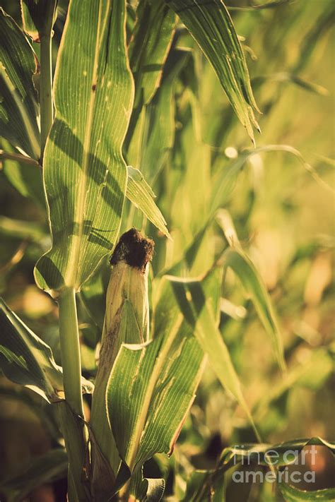 Corn Maize Zea Mays Photograph By Dan Radi Pixels