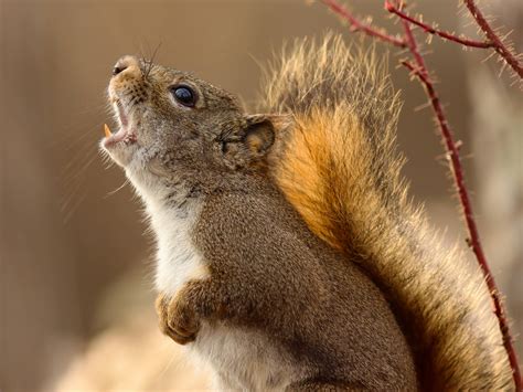 Desktop Wallpapers Squirrels Screaming Animal Closeup 2048x1536