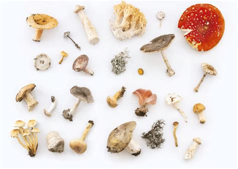 How To Identify Magic Mushrooms In The Wild Fungushead