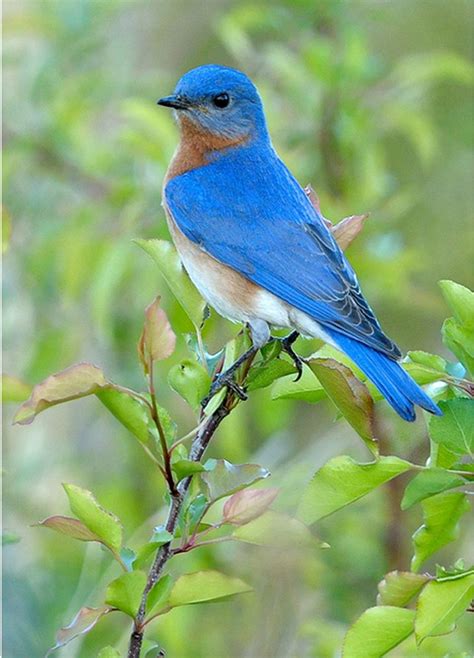 47 Best I Love Bluebirds Images On Pinterest Beautiful Birds Pretty