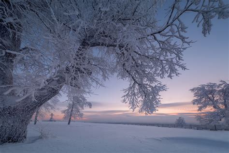 배경 화면 겨울 눈 나무 자연 경치 1920x1280 Wallpapermaniac 1546523 배경 화면