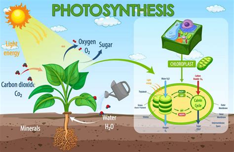 Pengertian Dan Proses Fotosintesis Yang Wajib Anda Ketahui