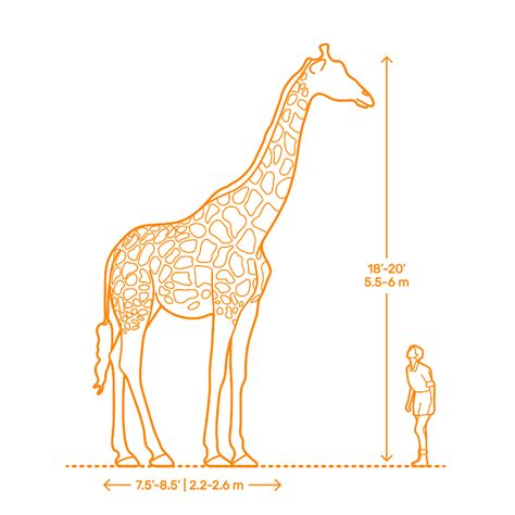 Giraffe Dimensions & Drawings | Dimensions.Guide