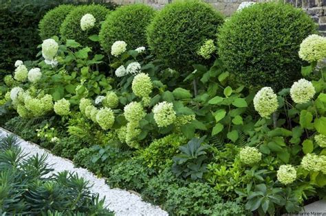 Hydrangeas Topiary And Boxwood In The Modern Country Garden