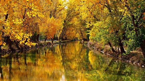 River Between Leafed Yellow Autumn Trees With Reflection 4k Hd Nature