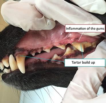 Brush take your dog to the veterinarian if the tartar remains despite your efforts. PetMd: Dog Has Plaque