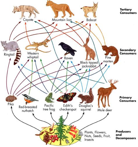 What is a food chain for kids? Standard 11: Food Webs and Energy Cycling - Science with ...