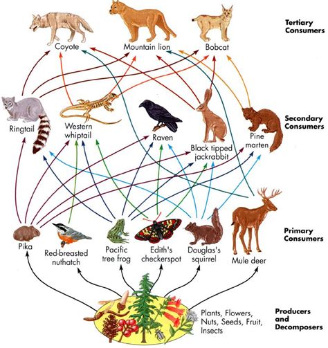 We did not find results for: Standard 11: Food Webs and Energy Cycling - Science with ...