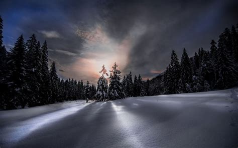 Night In Winter Forest Hd Wallpaper Background Image