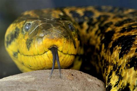 Top 10 Largest In Size Snakes In The World