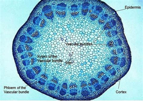 How Do Xylem And Phloem Tissues Differ Abiewrt