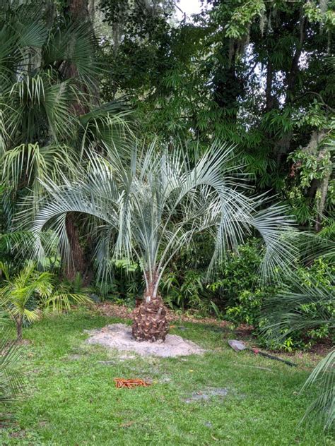 How To Transplant A Butia Palm Tree Gator Ventures Bamboo Cycads Palm