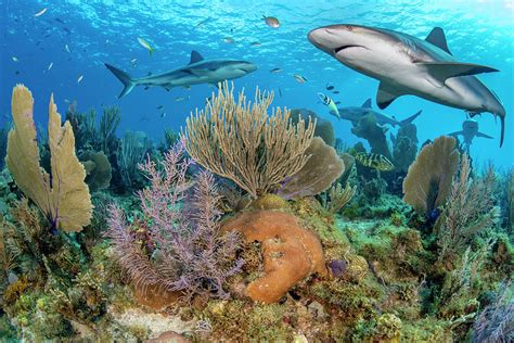 Caribbean Reef Sharks Over A Coral Reef Cuba Caribbean Sea Photograph