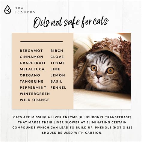 Are you searching for a homemade cat repellent solution? doTERRA Oils