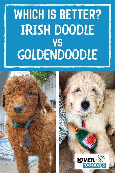 Check spelling or type a new query. Poodle Doodle Keto / Food And Drink Latest News Breaking ...