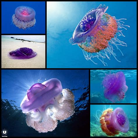 The Beautiful Crown Jellyfish Netrostoma Setouchina Has A Deep Groove